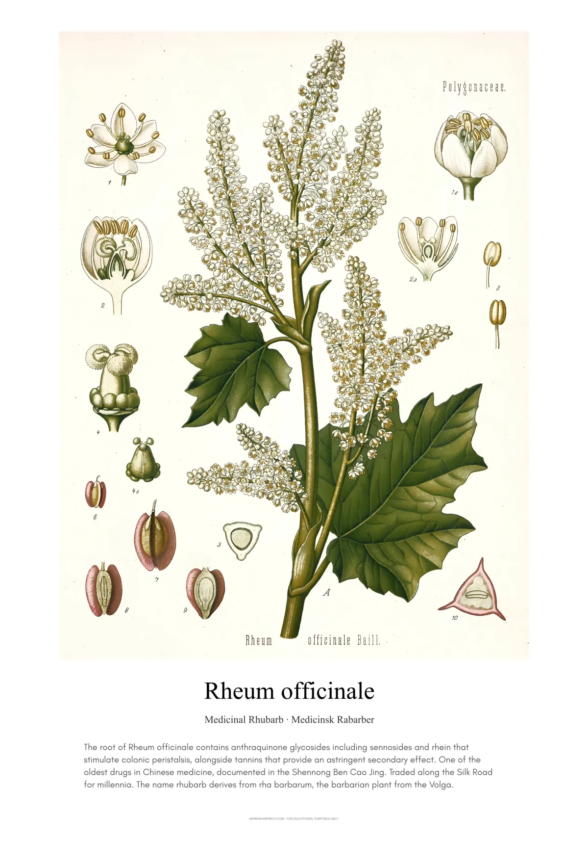 Rheum officinale