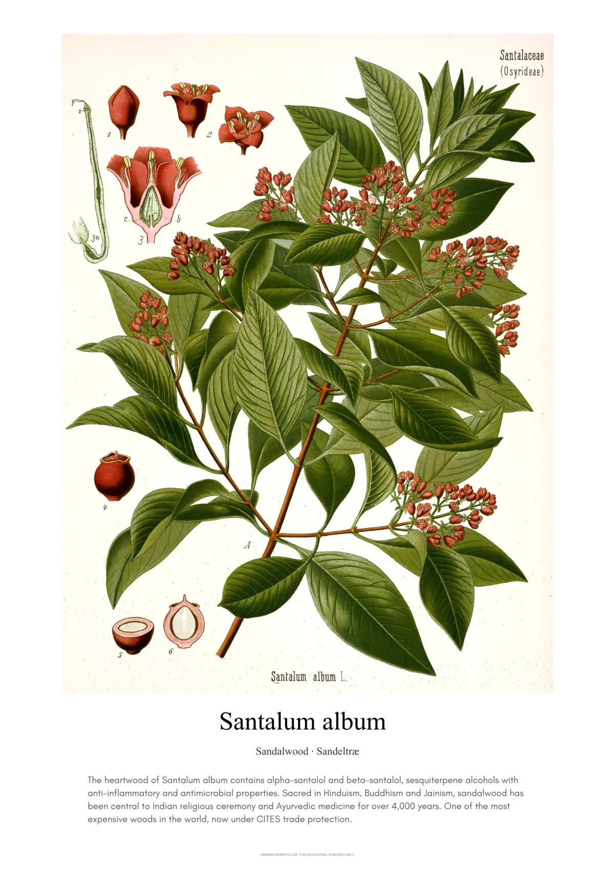 Santalum album