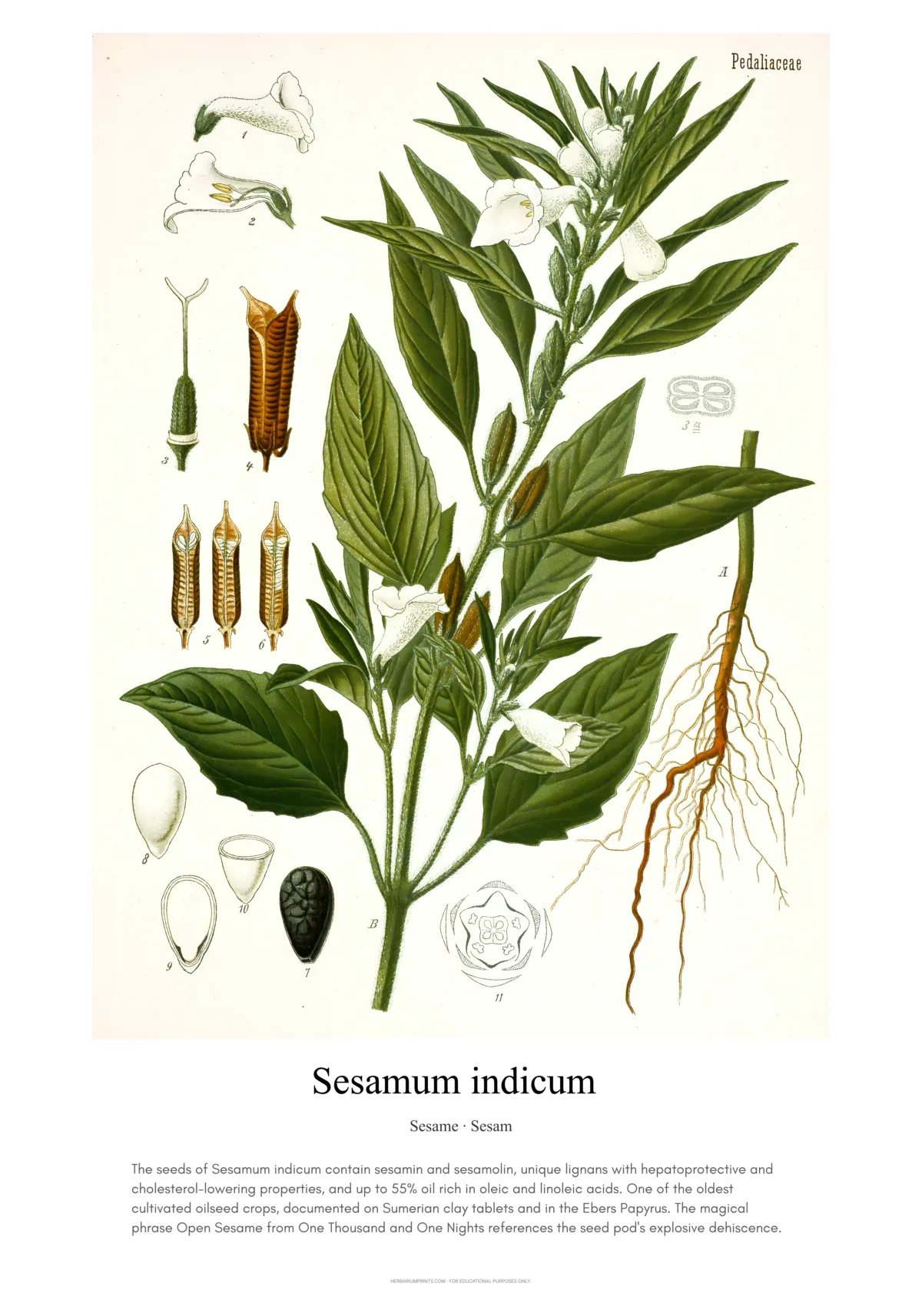 Sesamum indicum