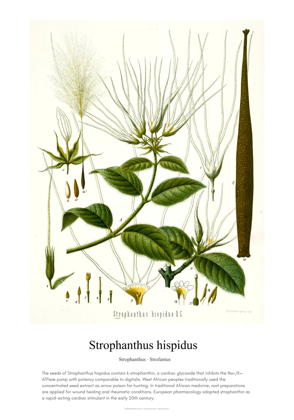 Strophanthus hispidus
