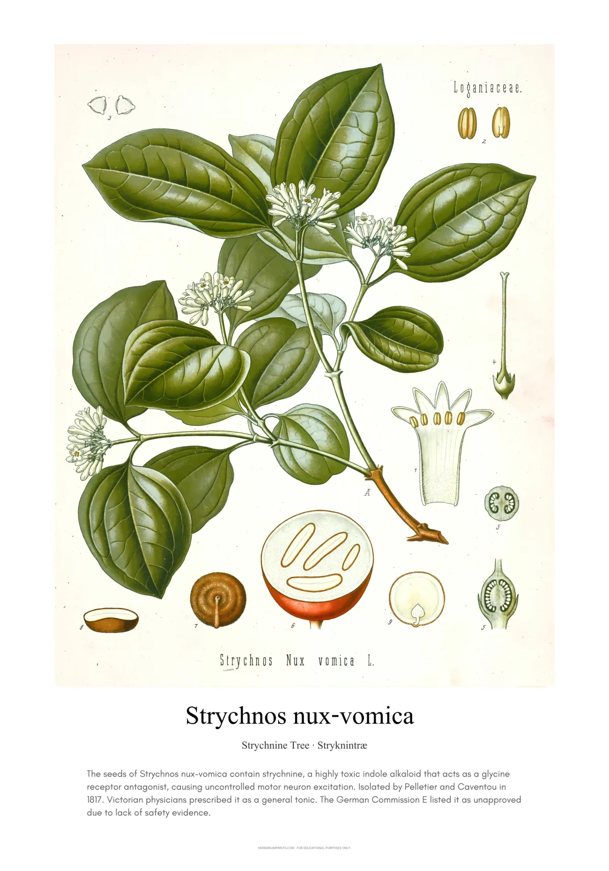 Strychnos nux-vomica