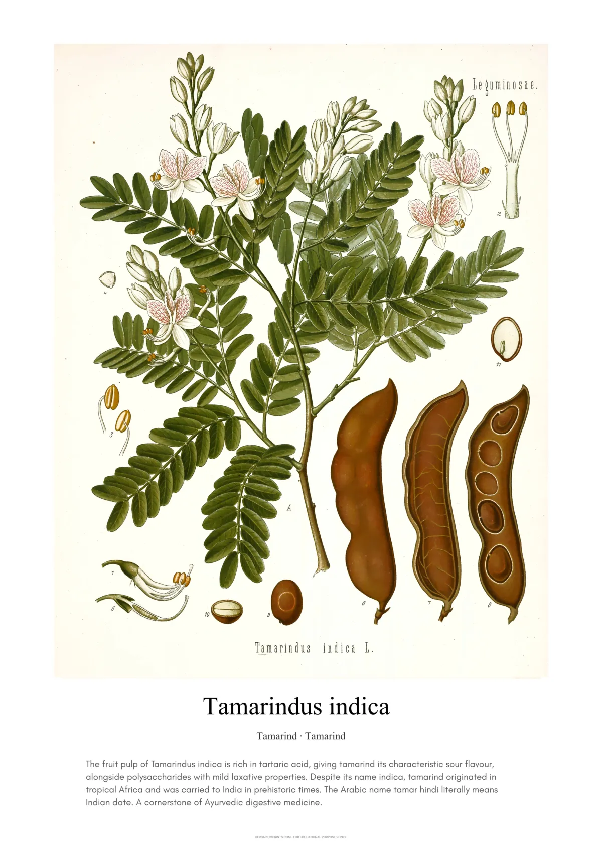 Tamarindus indica
