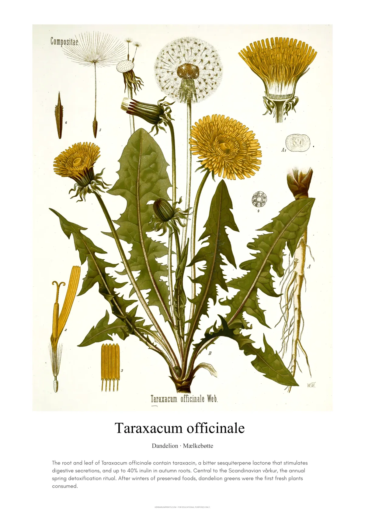 Taraxacum officinale