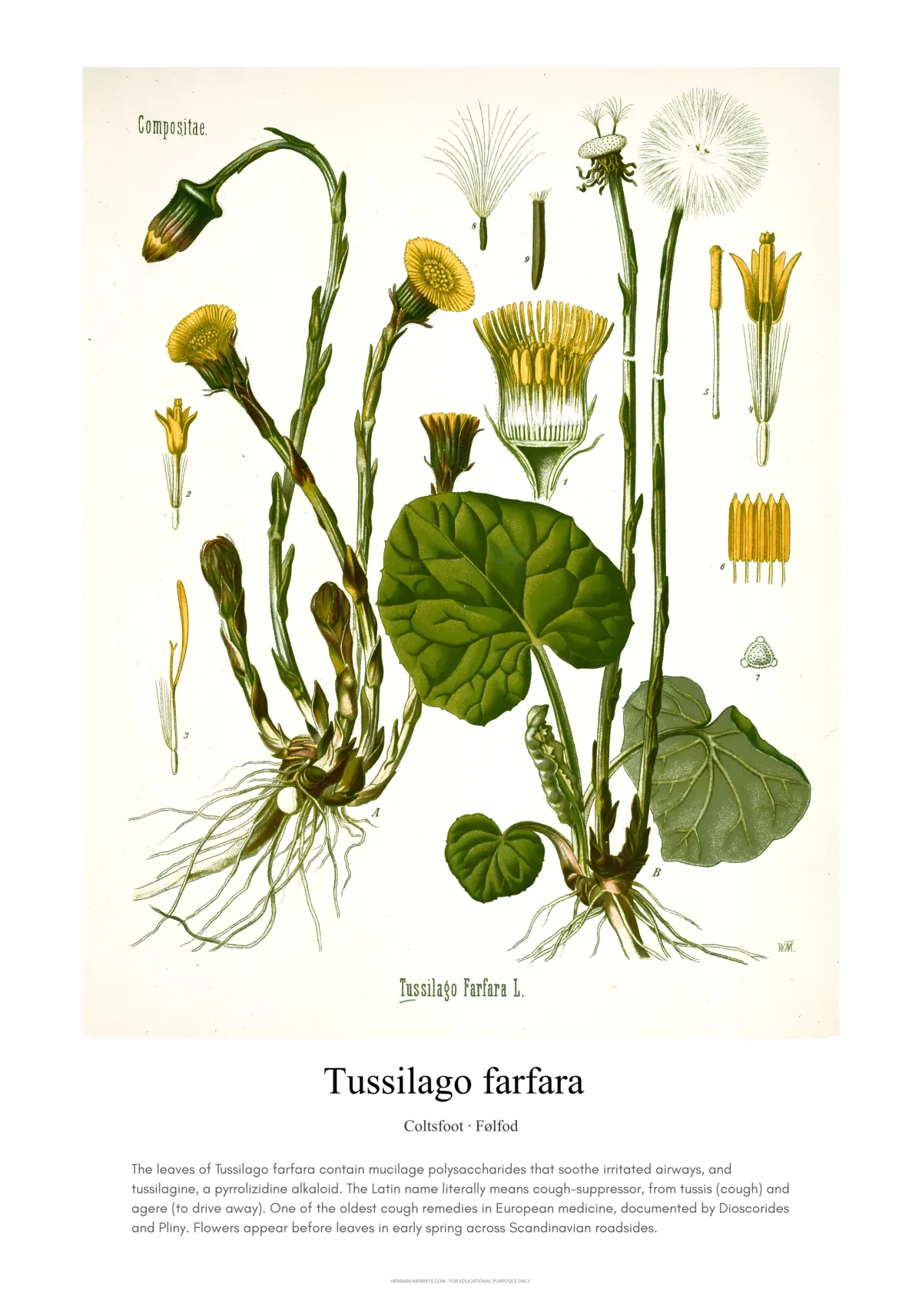 Tussilago farfara