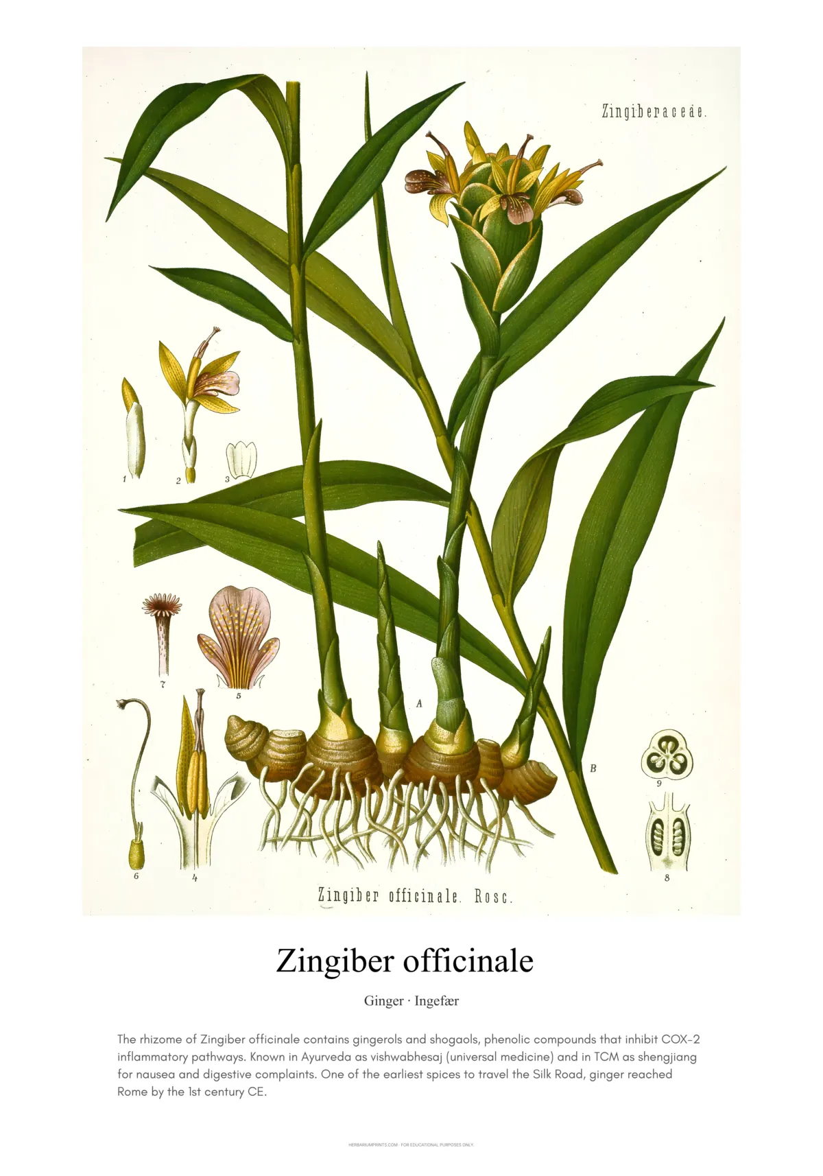 Zingiber officinale