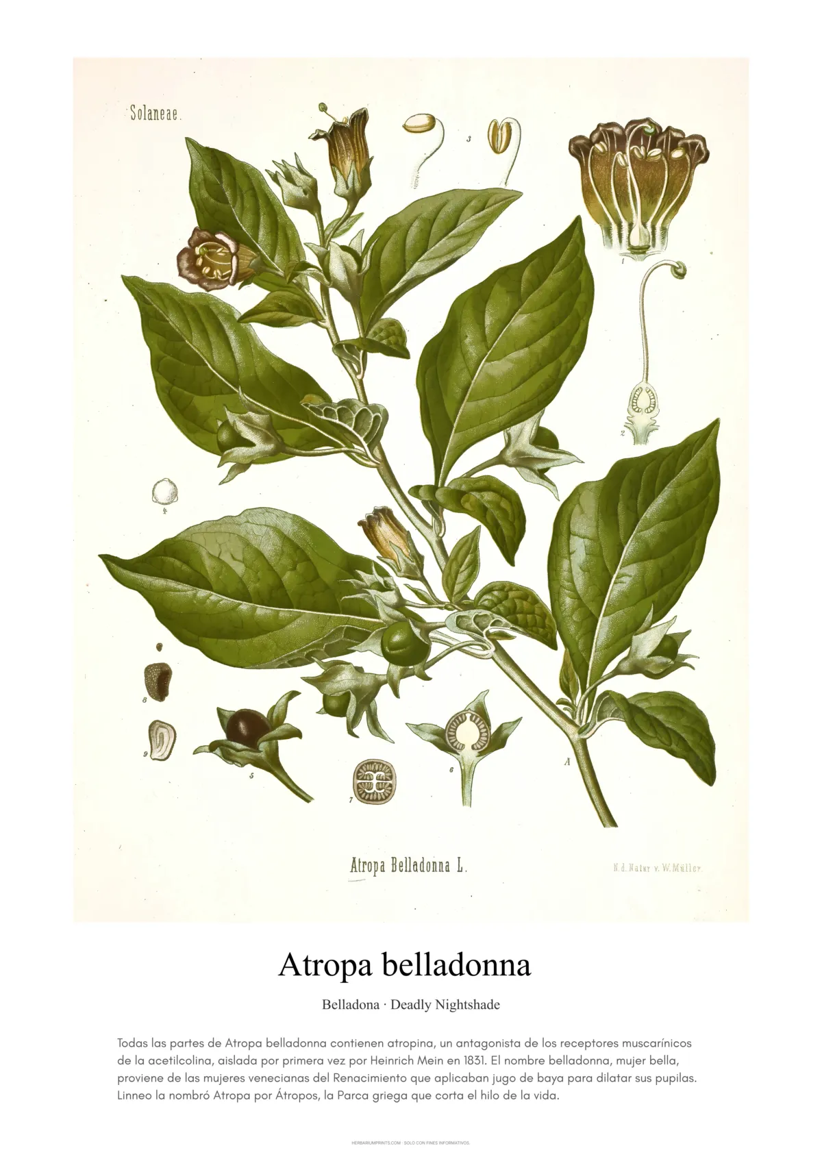 Atropa belladonna