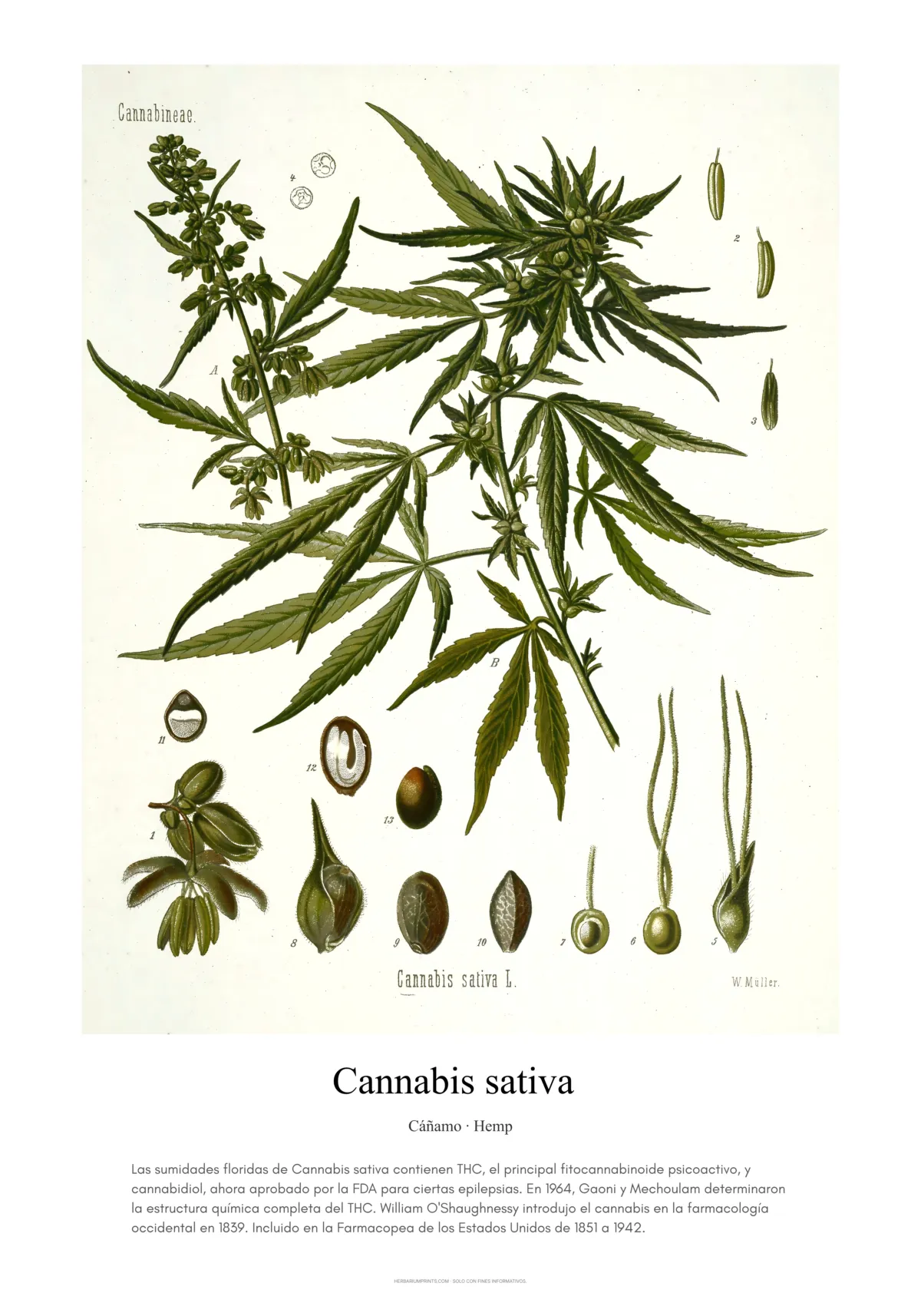 Cannabis sativa