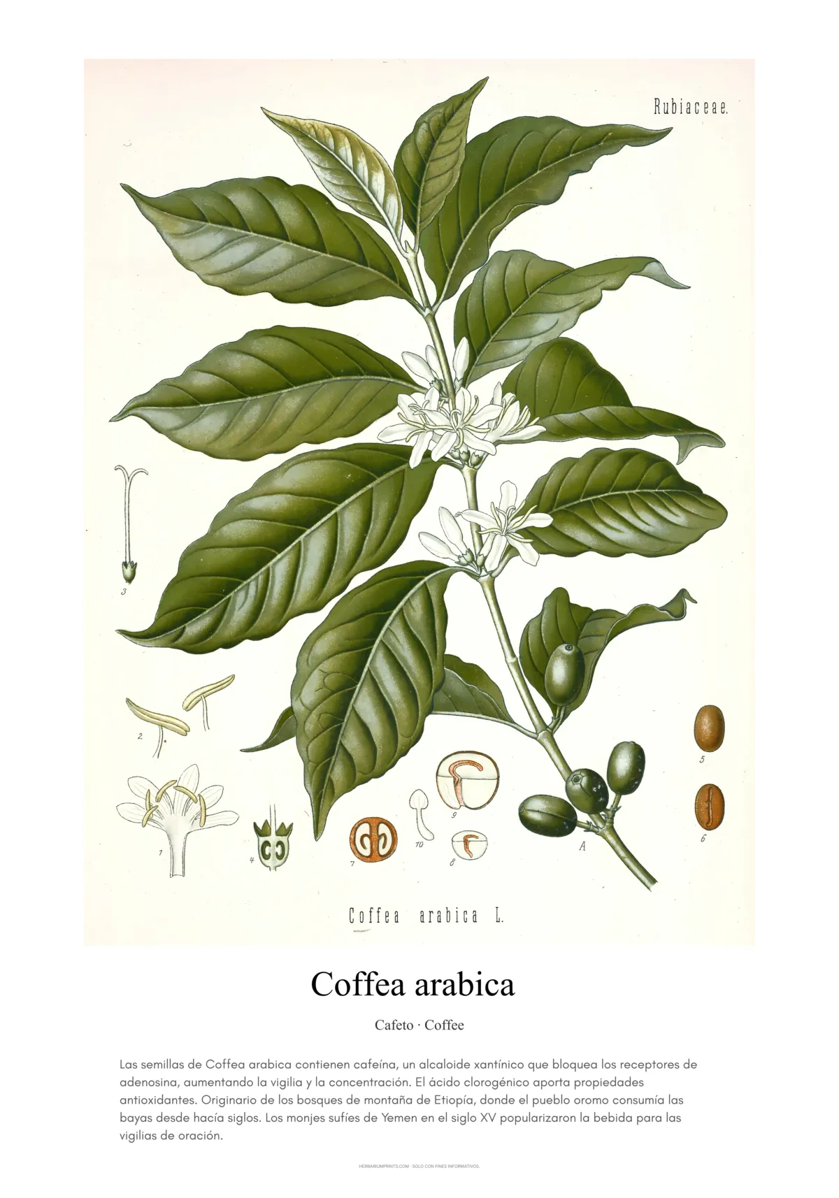 Coffea arabica