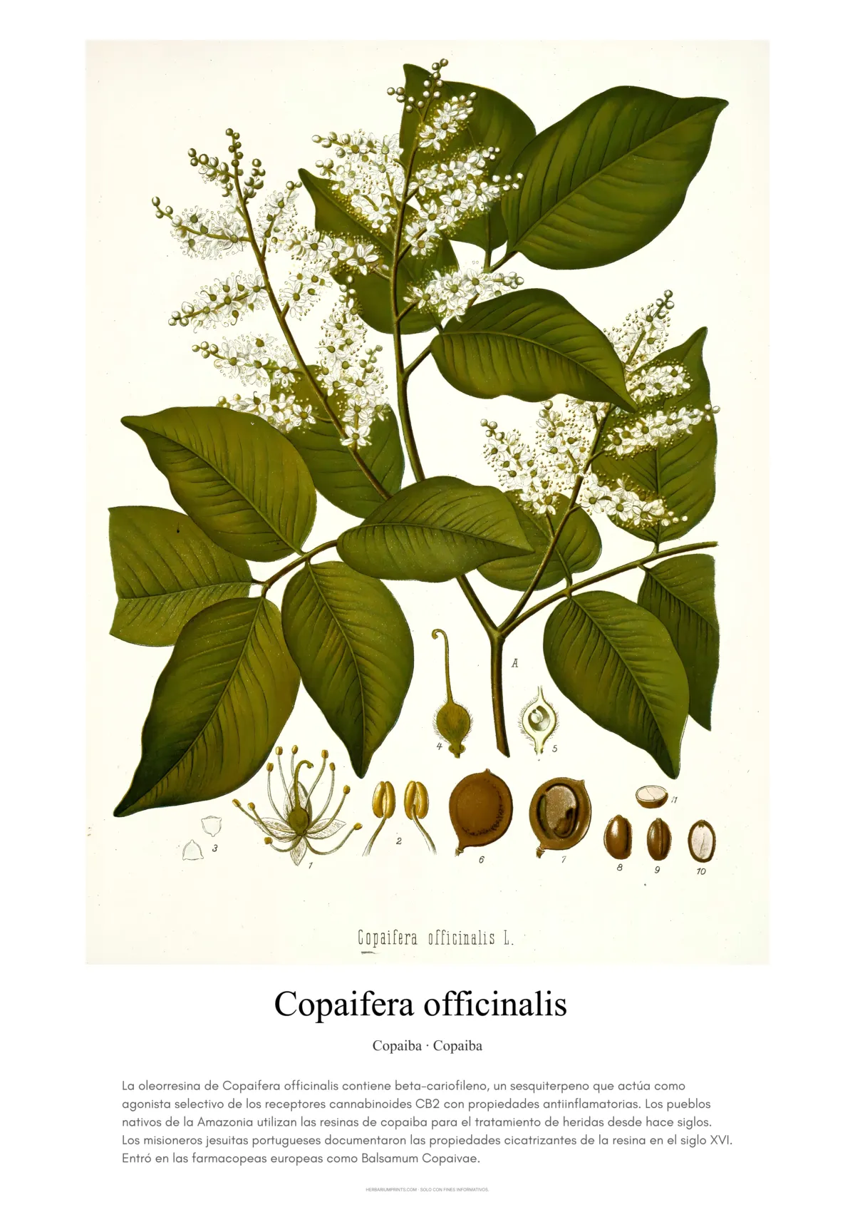 Copaifera officinalis