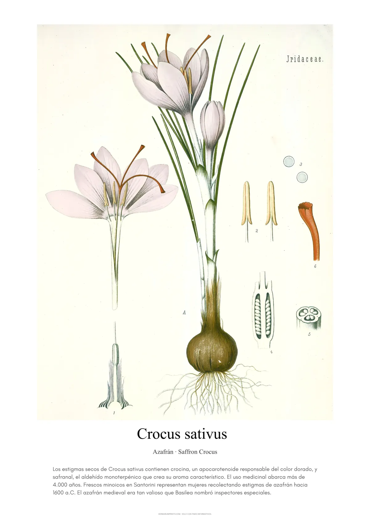Crocus sativus