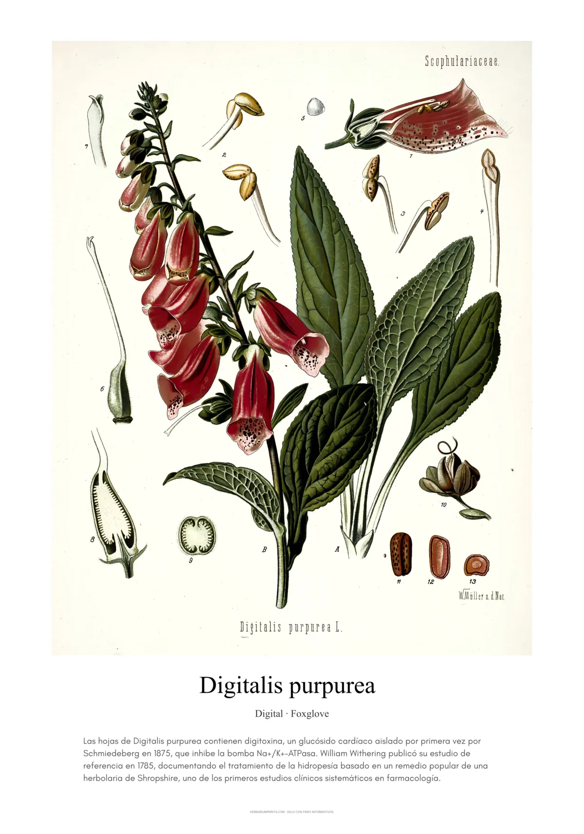 Digitalis purpurea