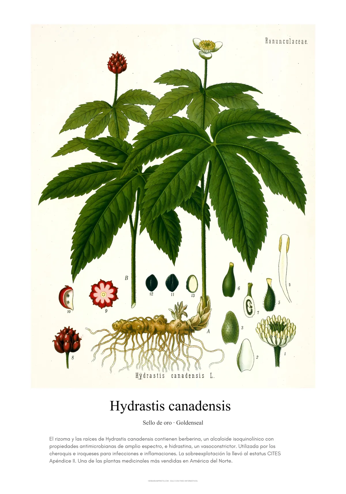 Hydrastis canadensis