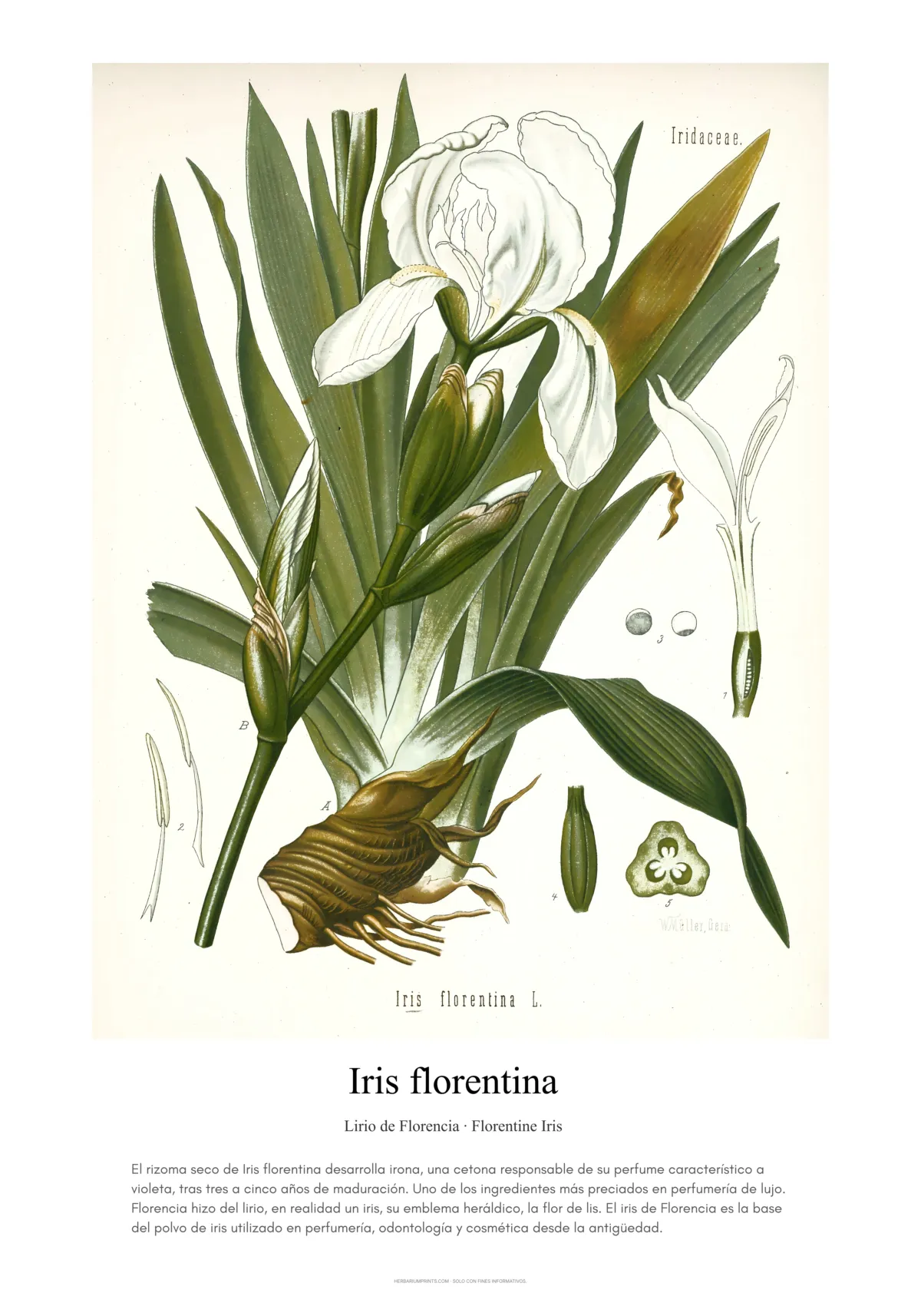 Iris florentina
