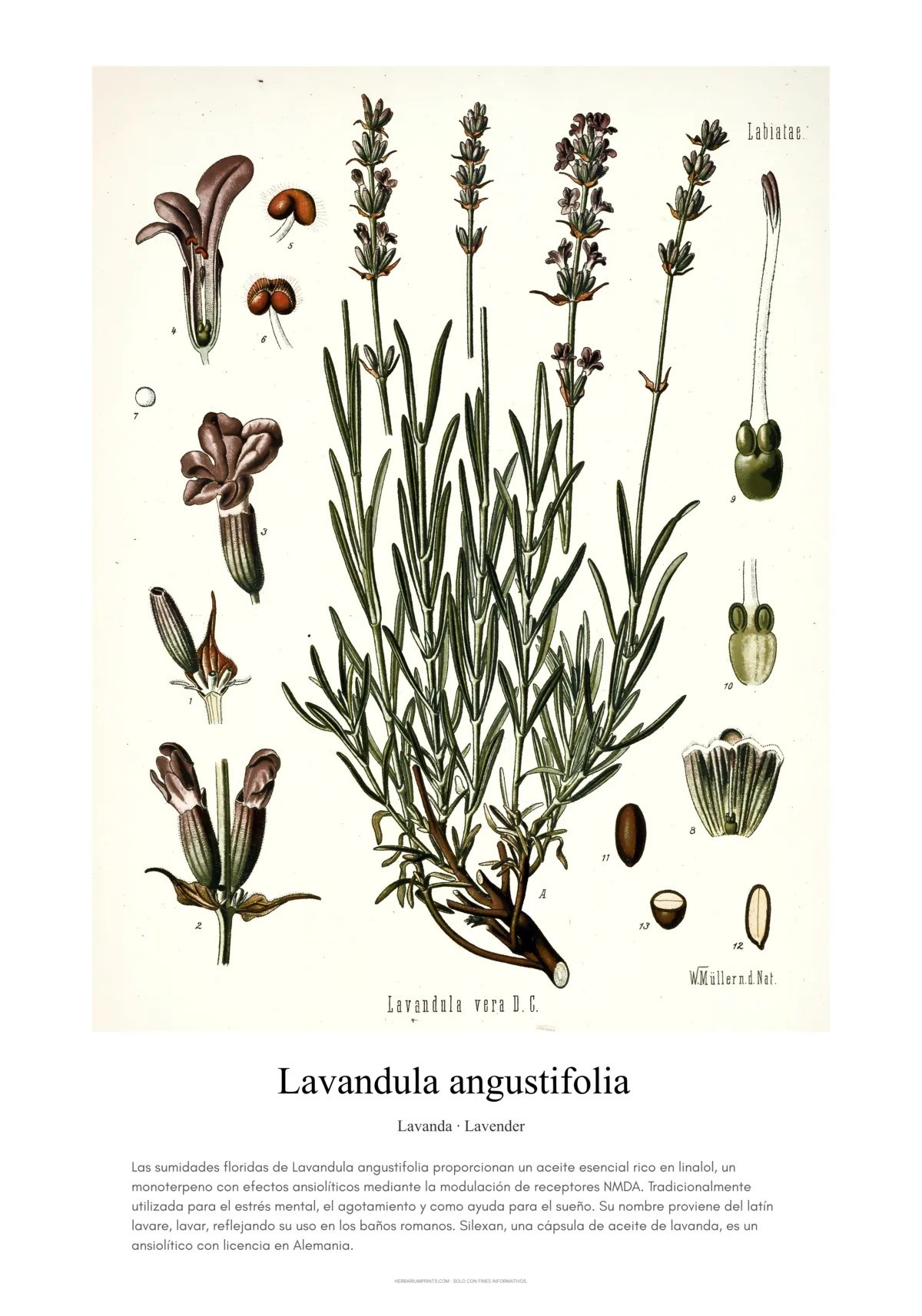 Lavandula angustifolia