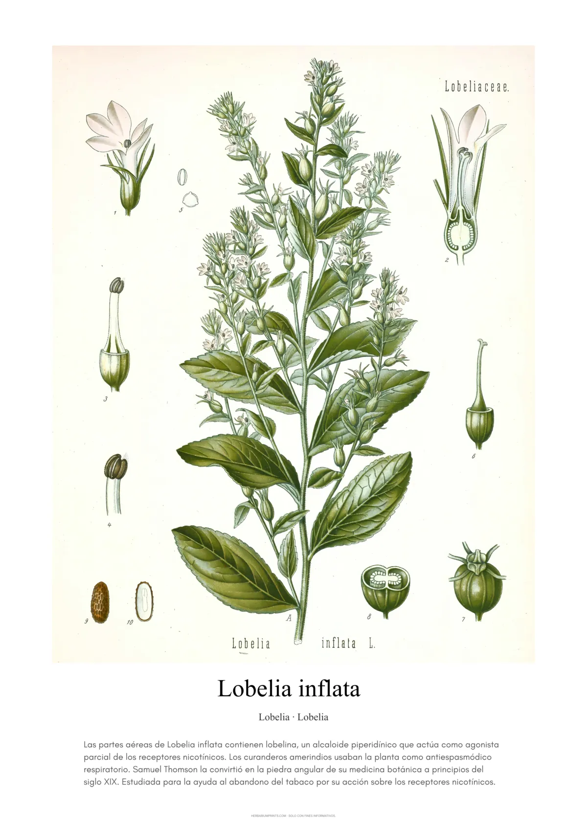 Lobelia inflata