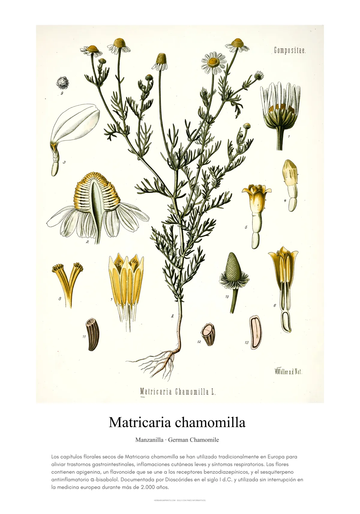 Matricaria chamomilla