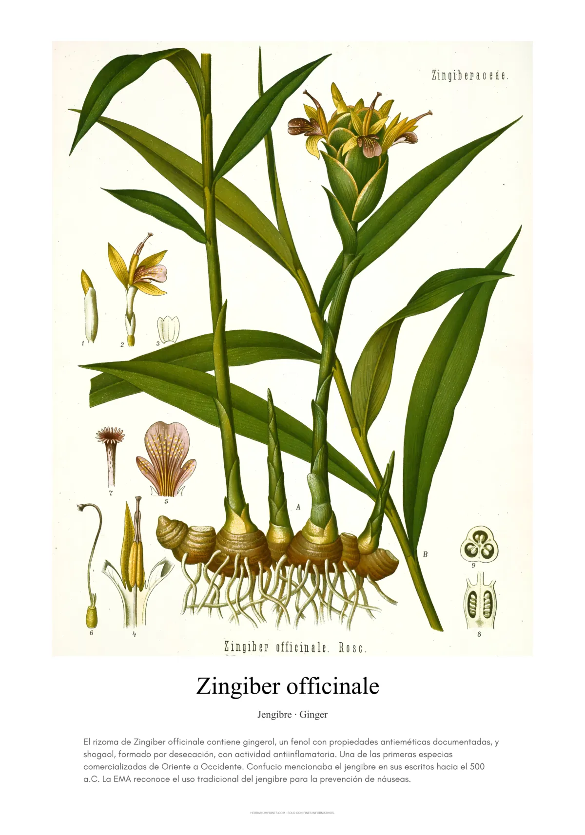 Zingiber officinale