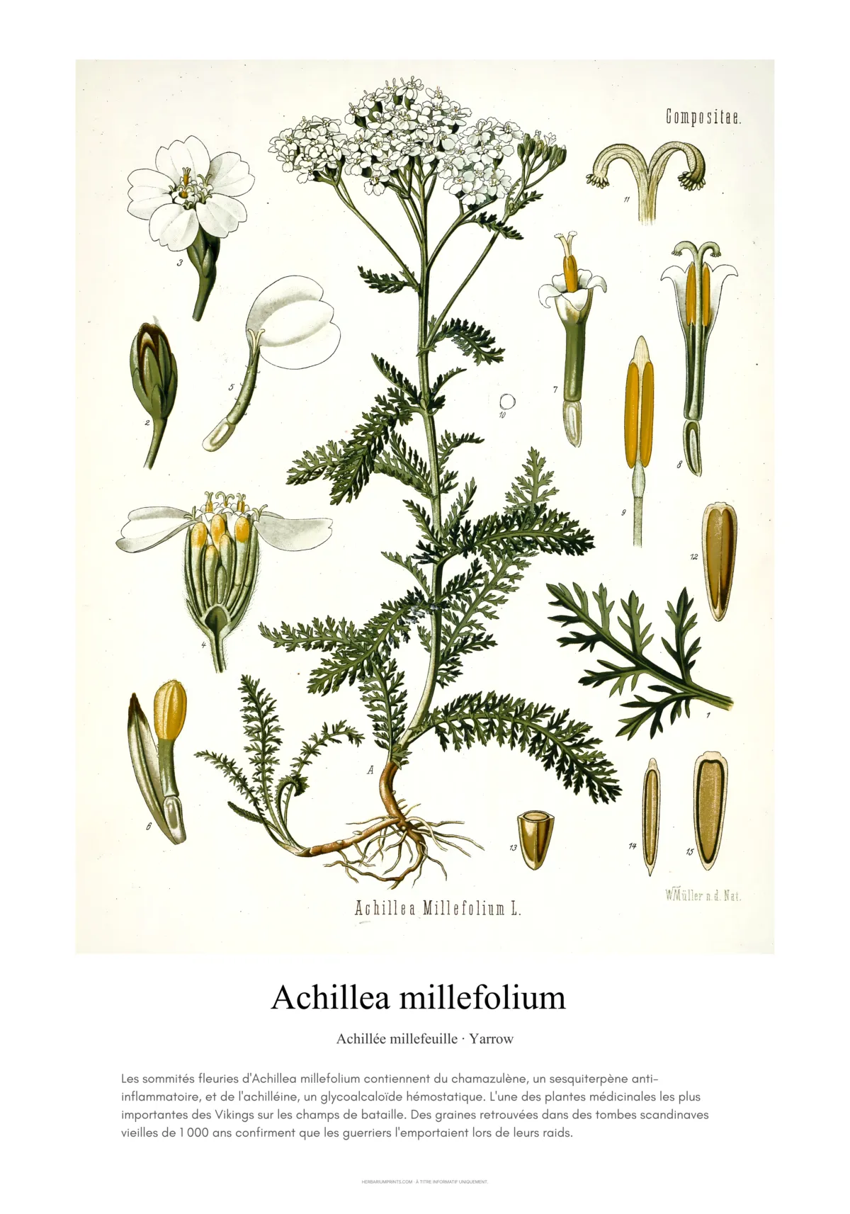 Achillea millefolium