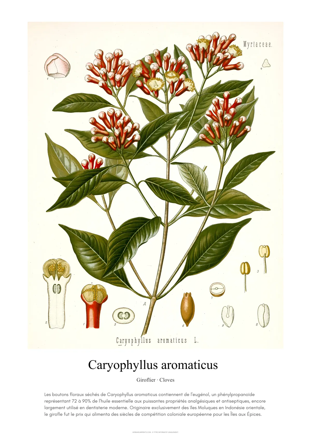 Caryophyllus aromaticus