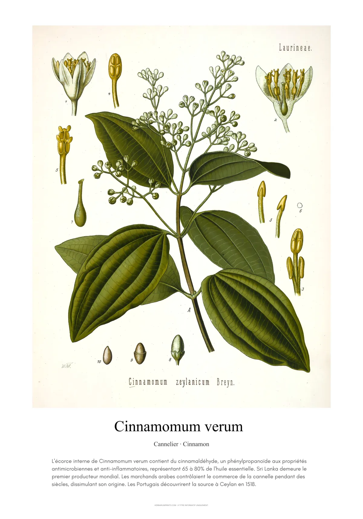 Cinnamomum verum