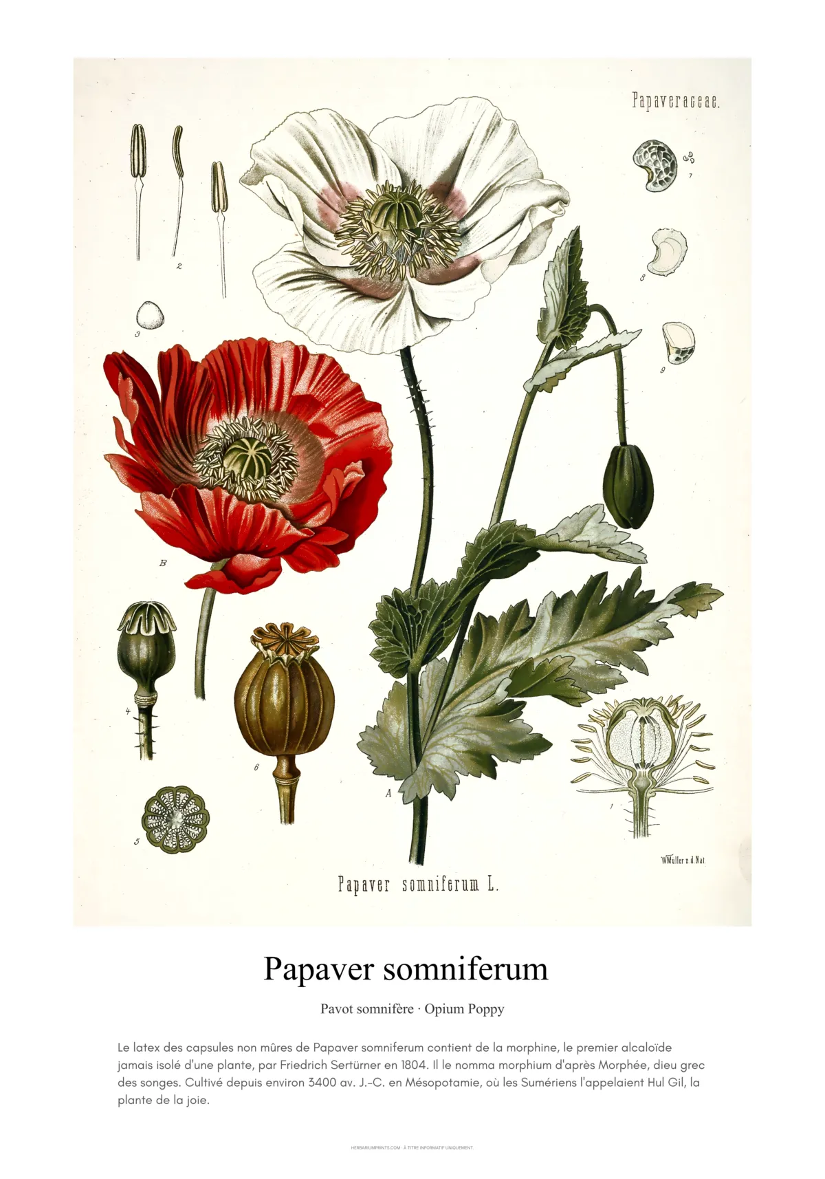 Papaver somniferum