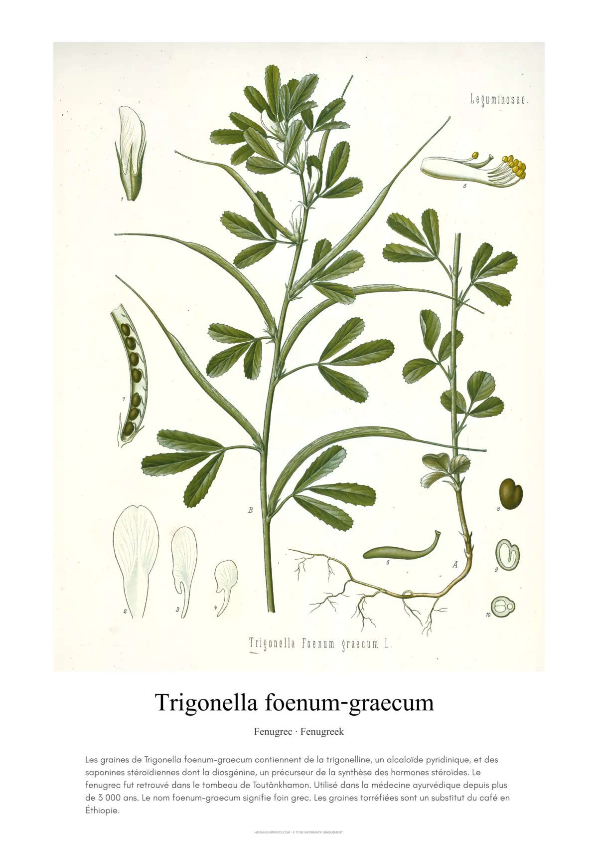 Trigonella foenum-graecum